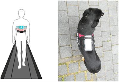 Measurement of Canine Ataxic Gait Patterns Using Body-Worn Smartphone Sensor Data